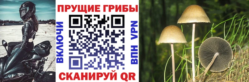 Псилоцибиновые грибы Cubensis  KRAKEN ссылка  Монино 